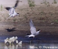 ������ ������